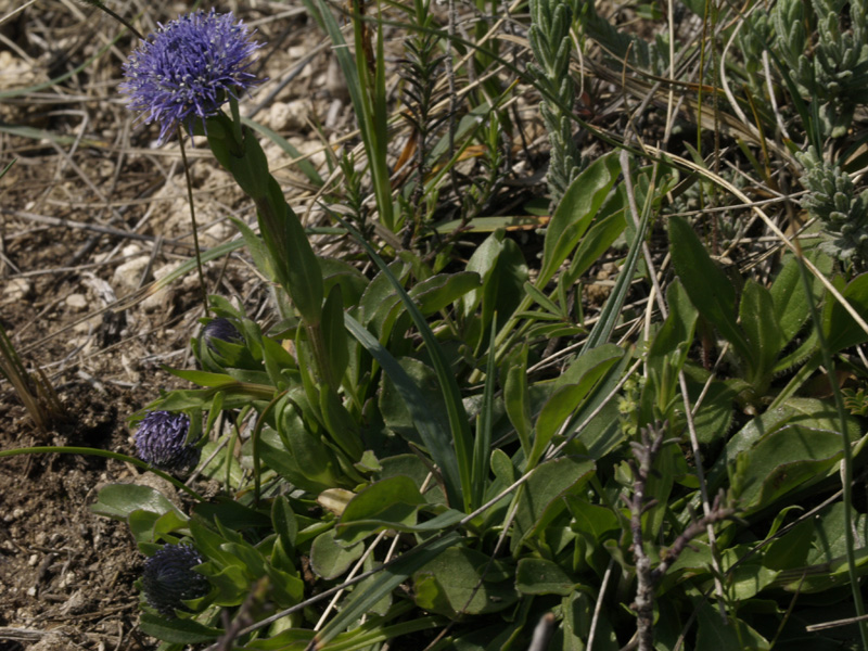 Trattasi di vedovella dei prati? si, Globularia bisnagarica